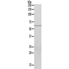 兔抗U69多克隆抗体