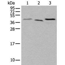 兔抗UBXN1多克隆抗体    