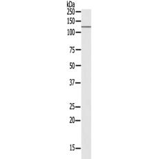  兔抗USP38多克隆抗体  