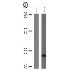  兔抗VASP (Phospho-Ser157)多克隆抗体   