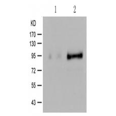 兔抗VAV1 (Phospho-Tyr174)多克隆抗体  