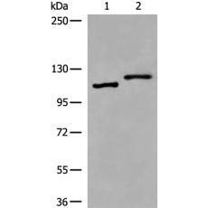 兔抗VPS18多克隆抗体