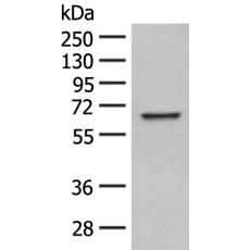 兔抗WDR1多克隆抗体    