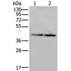 兔抗WDR18多克隆抗体 