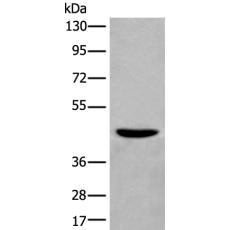 兔抗WIPI2多克隆抗体 
