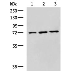   兔抗WRAP53多克隆抗体  
