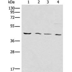 兔抗WWTR1多克隆抗体