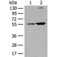 兔抗XPNPEP3多克隆抗体