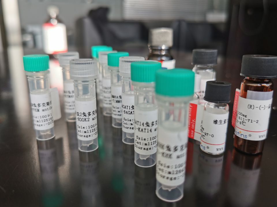 小鼠正常脑组织裂解液