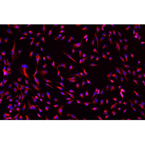 小鼠肾成纤维细胞