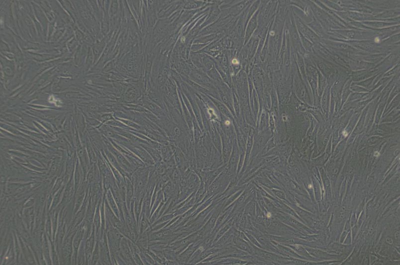 CCC-SMC-1兔主动脉平滑肌细胞