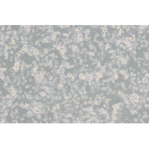 MDA-MB-436人乳腺癌细胞(L15)