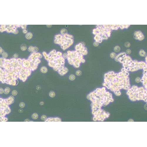 NCI-H524人小细胞肺癌细胞