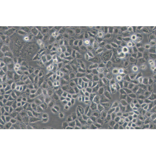 NCI-H838人非小细胞肺癌细胞