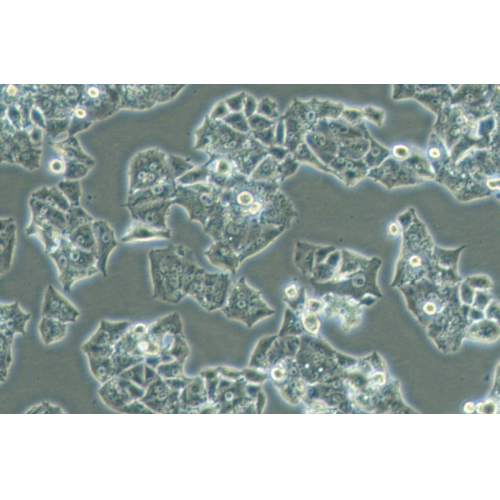 NCI-H1395人肺腺癌细胞