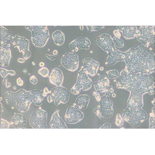 NCI-H1944人肺癌细胞