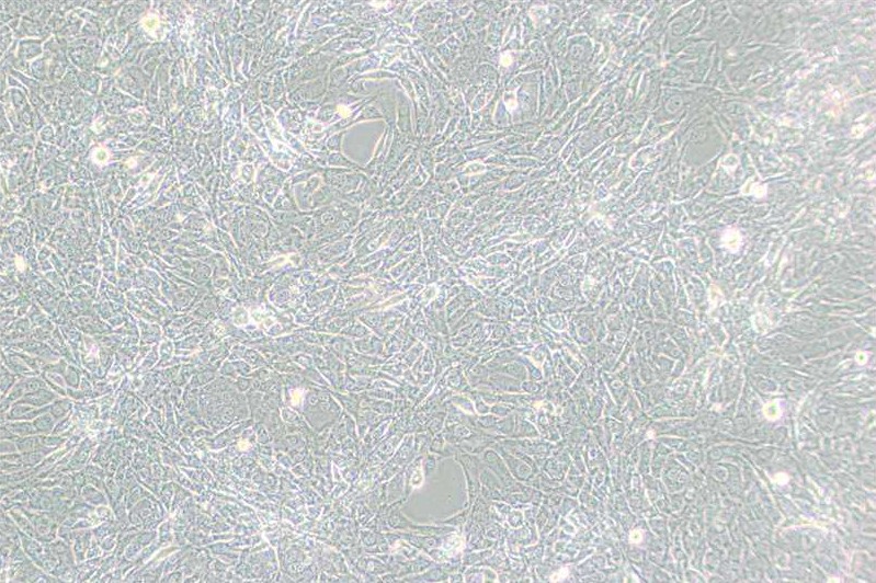 15P-1小鼠睾丸上皮细胞