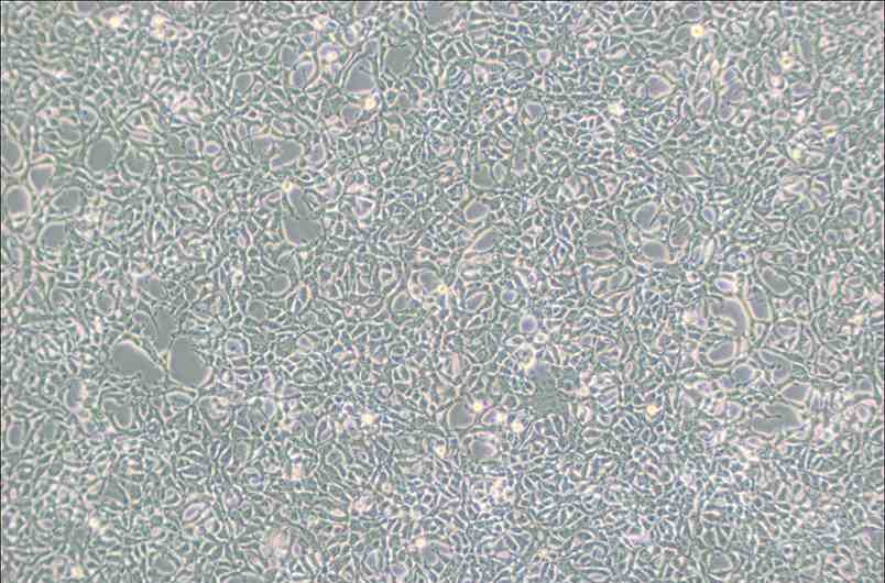 293[HEK-293]人胚肾细胞
