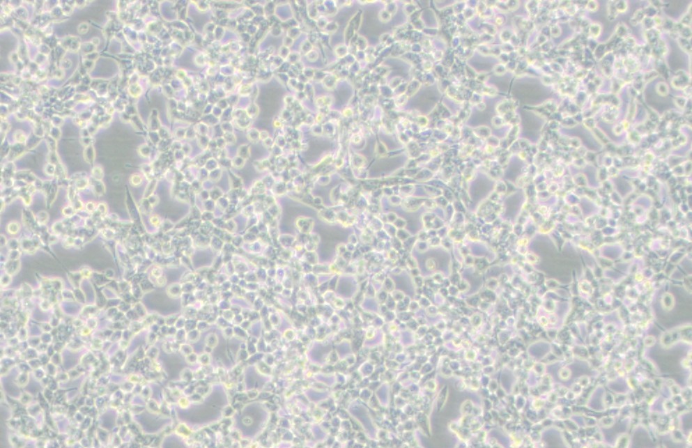 293E人胚肾细胞(EBNA1基因修饰)