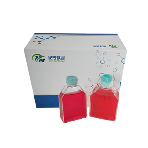 ECC-1人子宫内膜腺癌细胞