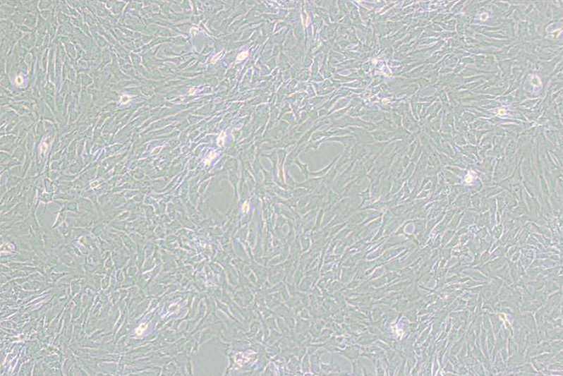 GC-2spd(ts)小鼠精母细胞