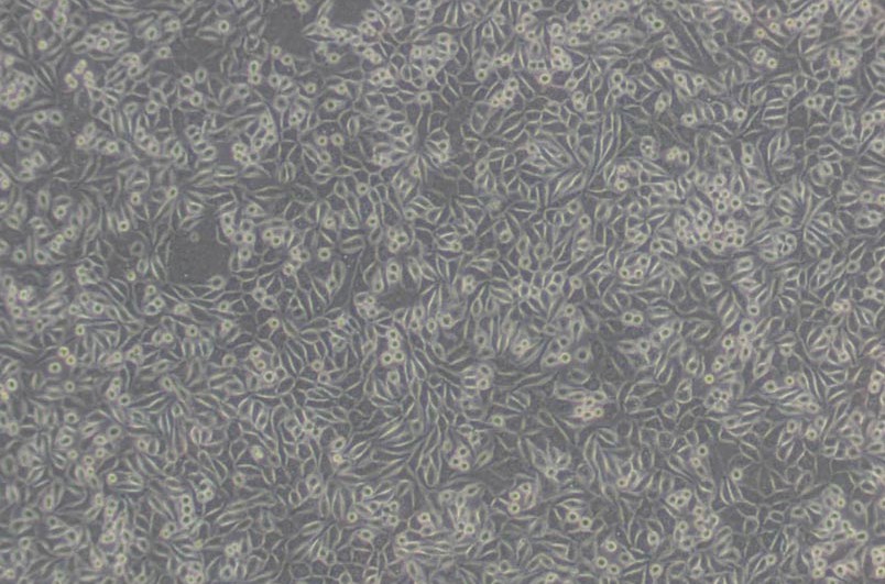 NCTC clone 929(L929)小鼠成纤维细胞