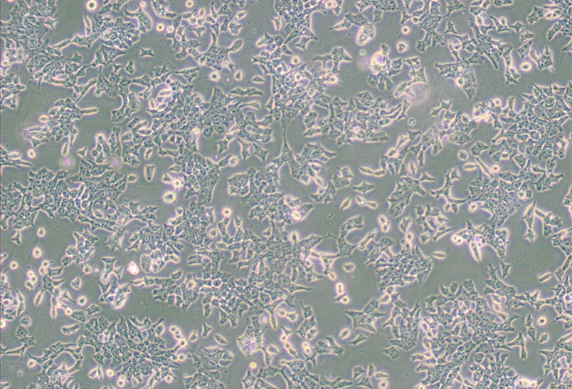 P19小鼠睾丸畸胎瘤细胞