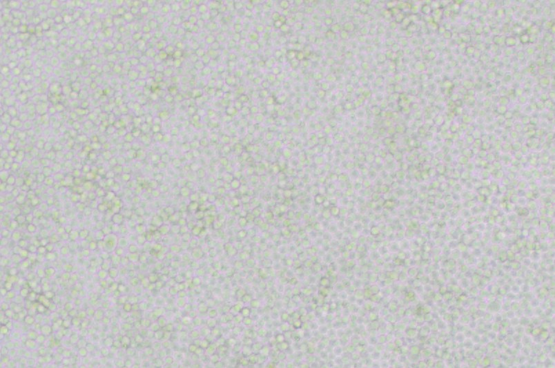 P388D1小鼠淋巴样瘤细胞