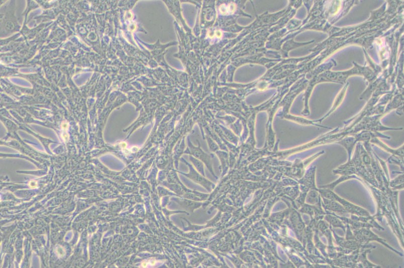 Panc02小鼠胰腺癌细胞
