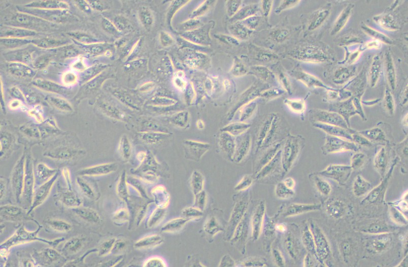 Caki-2人乳头状肾细胞癌细胞