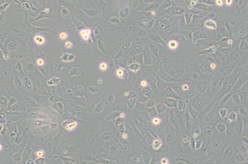SVEC4-10小鼠淋巴结内皮细胞