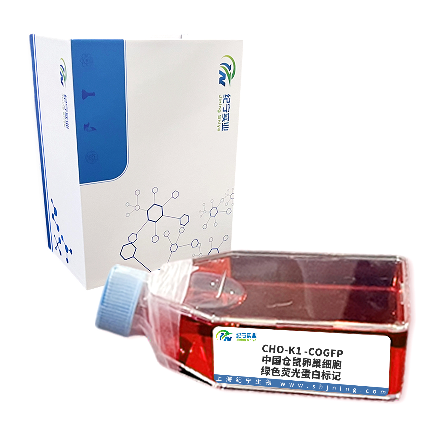 CHO-K1 -COGFP(中国仓鼠卵巢细胞-绿色荧光蛋白标记