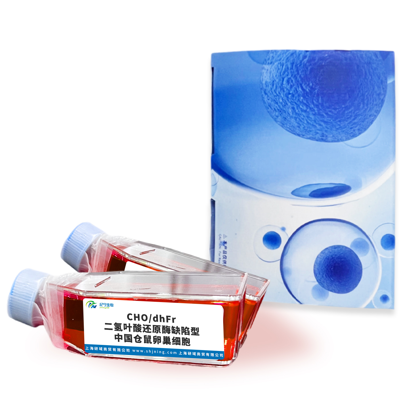 CHO/dhFr-二氢叶酸还原酶缺陷型中国仓鼠卵巢细胞