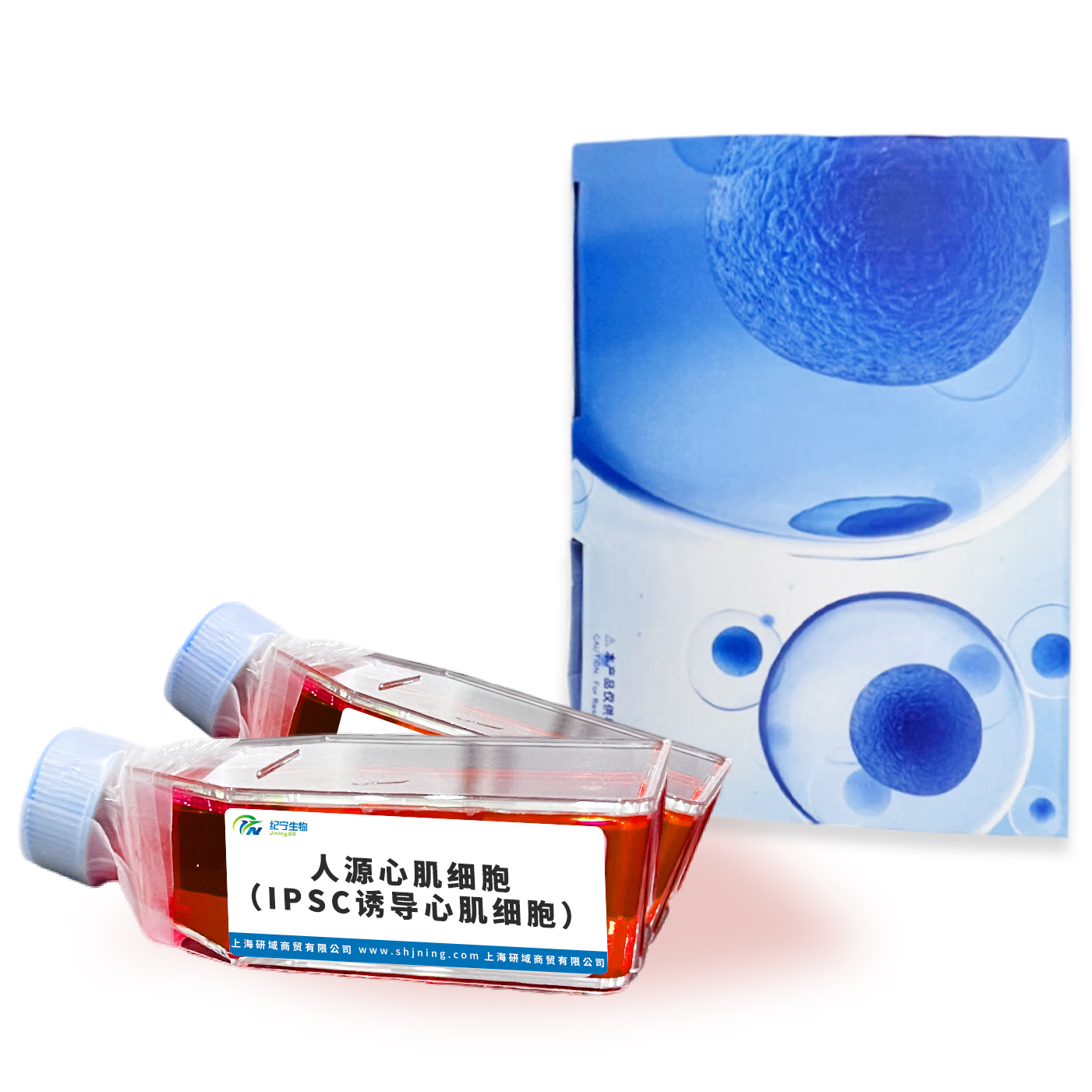 人源心肌细胞（IPSC诱导心肌细胞）
