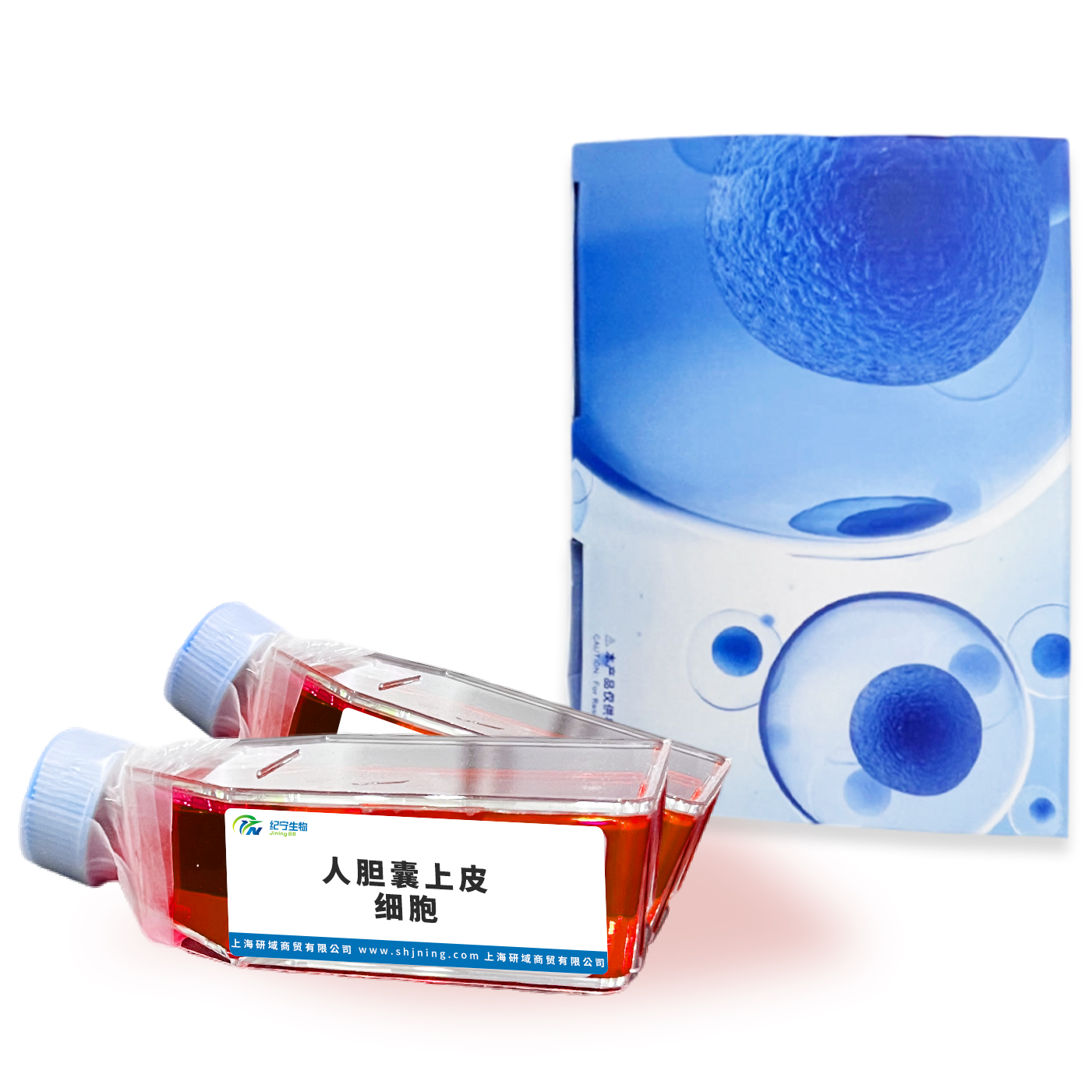 人胆囊上皮细胞